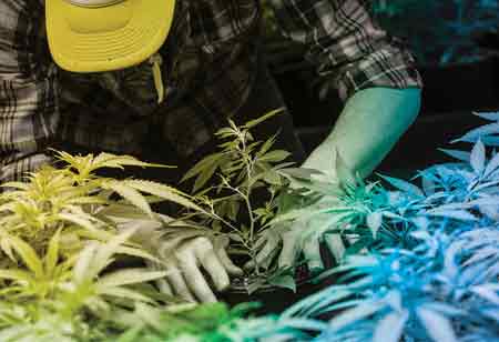 Key Benefits of Hiring an Accountant for Cannabis Businesses